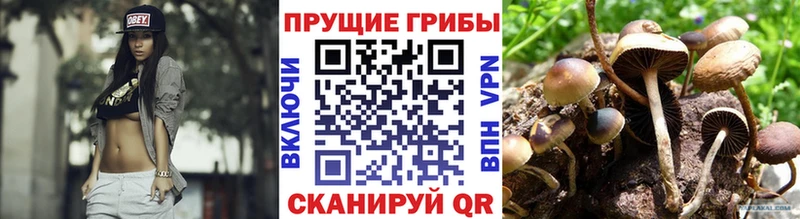 закладки  Вышний Волочёк  Псилоцибиновые грибы мухоморы 